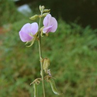 Tephrosia villosa (L.) Pers.